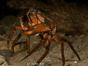Dancing Crab by Jorn Ari 